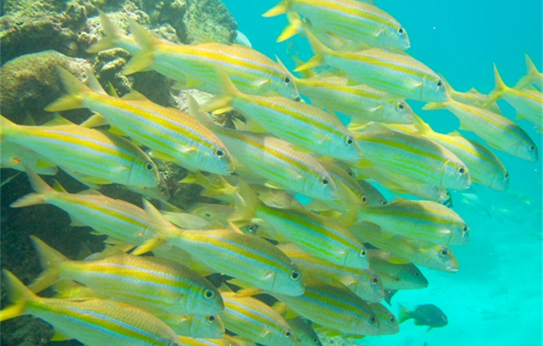 A school of goatfish in the waters of coastal Kenya.